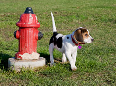 photo of beagle and fire hydrant